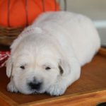Lil Buttercup - Image 16