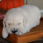Lil Buttercup - Image 14