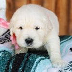 Lil Buttercup - Image 13