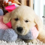 Lil Buttercup - Image 6