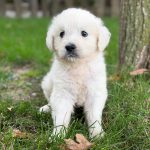 Sparky - Image 4