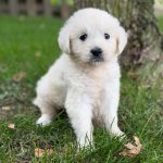 Sparky - Image 3