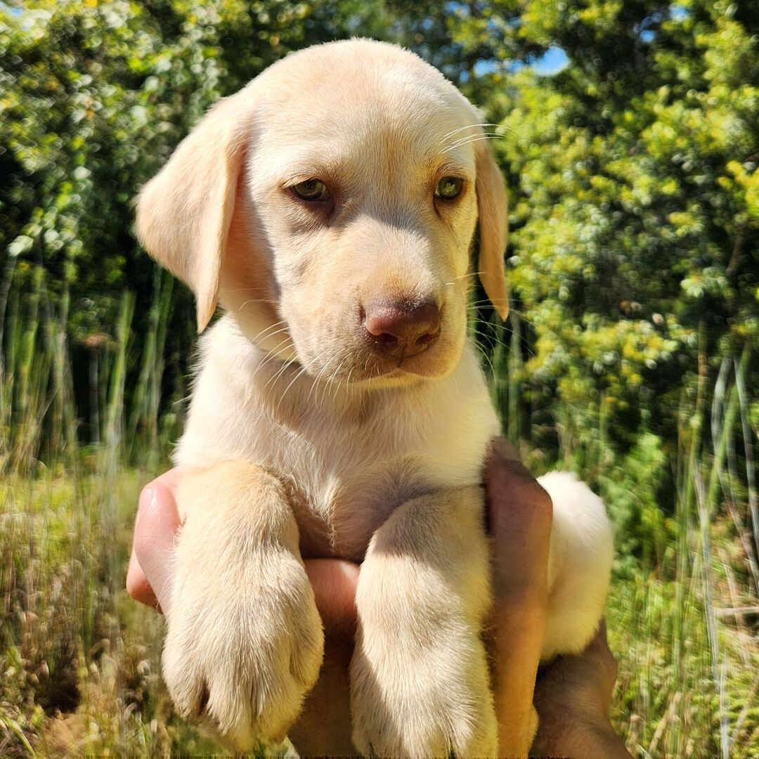 505272700_hd Toffee - Image 1