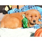 Cabela - Image 3