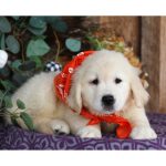 Lil Buttercup - Image 4