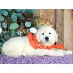 Lil Buttercup - Image 3