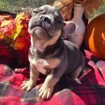 Otis
